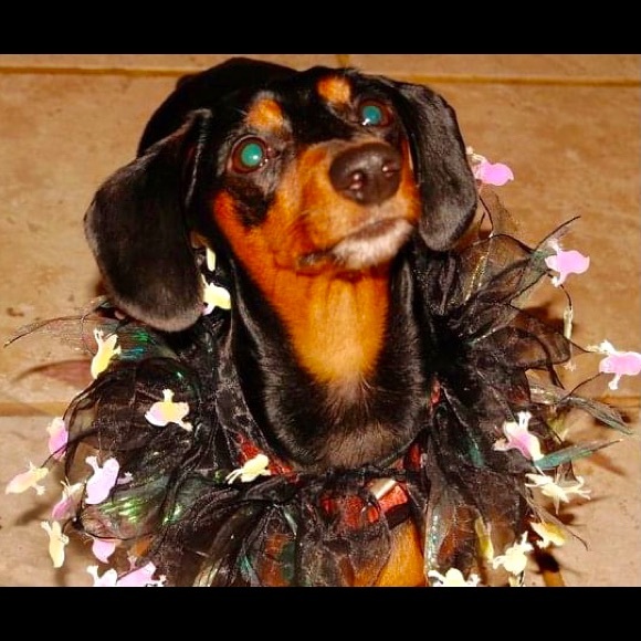 Meet your Posher, Erin & Hecate - Picture 10 of 16